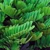 Zamia furfuracea, habit