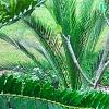 Zamia furfuracea, habit