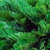 Zamia furfuracea, habit