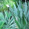 Zamia furfuracea, habit
