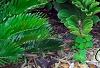Zamia furfuracea, habit