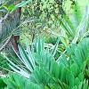 Zamia furfuracea, habit