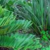 Zamia furfuracea, habit