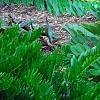 Zamia furfuracea, habit