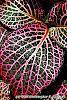 Fittonia albivenis (Verschaffeltii Group) 'Pearcei' leaves