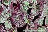 Fittonia albivenis (Verschaffeltii Group) 'Pearcei' leaves