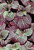 Fittonia albivenis (Verschaffeltii Group) 'Pearcei' leaves