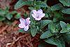 Ruellia humilis flowers