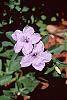 Ruellia humilis flowers