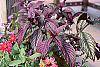 Strobilanthes dyerianus habit