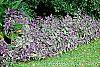 Strobilanthes dyerianus habit