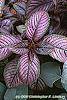 Strobilanthes dyerianus leaves