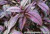 Strobilanthes dyerianus leaves