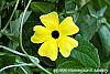 Thunbergia alata 'Sunny Lemon' flowers