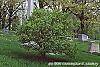 Acer buergerianum habit