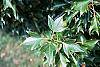 Acer buergerianum leaves