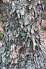 Acer buergerianum bark