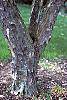 Acer buergerianum bark