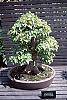 Acer buergerianum culture