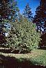Acer campestre habit