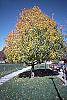 Acer campestre fall color