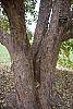 Acer campestre bark