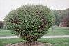 Acer campestre 'Compactum' habit