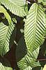 Acer carpinifolium leaves