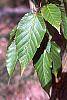 Acer davidii leaves