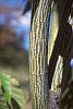 Acer davidii buds