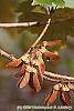 Acer diabolicum fruit