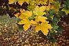 Acer diabolicum fall color