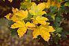 Acer diabolicum fall color