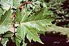 Acer x freemanii 'Autumn Blaze' leaves