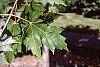 Acer x freemanii 'Autumn Blaze' leaves
