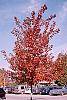 Acer x freemanii 'Autumn Blaze' fall color