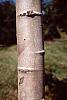 Acer x freemanii 'Autumn Blaze' bark