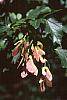 Acer ginnala