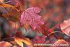 Acer ginnala fall color