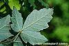 Acer griseum leaves