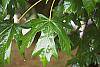 Acer macrophyllum
