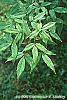 Acer mandschuricum leaves