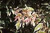 Acer negundo 'Flamingo'