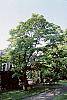 Acer palmatum habit