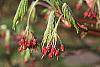 Acer palmatum flowers