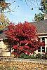 Acer palmatum fall color