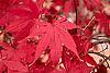 Acer palmatum fall color