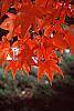 Acer palmatum fall color