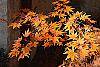 Acer palmatum fall color