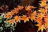 Acer palmatum fall color
